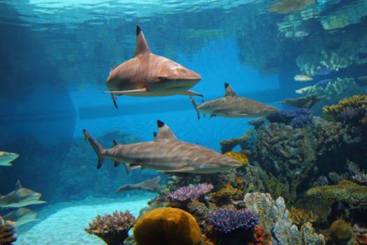 Blacktip Reef