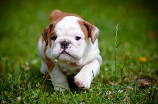 english bulldog puppy outdoors