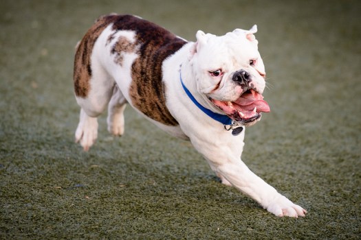 Seriously, my high-school track coach told me that I look like a bulldog when I sprint.